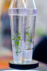 Growing Plants in Test Tubes.