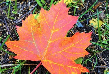autumn leaves on green background