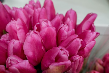 Red tulips close up.  Beautiful violet floral background. Concept of holiday, presents, flower shop.