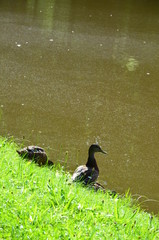 Staatspark Karlsaue, Kassel Germany
