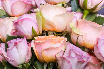 Background from hybrid tea roses and floribunda