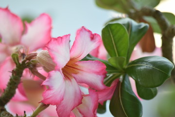 contrstae de colores rosa y verde en la rama de esta planta , mejor conocida como rosa del desierto
