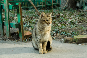 The cat walks along the street. Street cat. The cat is sitting on the fence. Cat by the sea. Red cats.