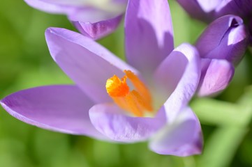 Purple Spring Crocus.