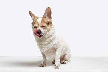 Chihuahua companion dog is posing. Cute playful creme brown doggy or pet playing isolated on white studio background. Concept of motion, action, movement, pets love. Looks happy, delighted, funny.