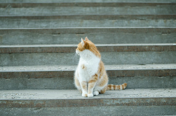 The cat walks along the street. Street cat. The cat is sitting on the fence. Cat by the sea. Red cats.