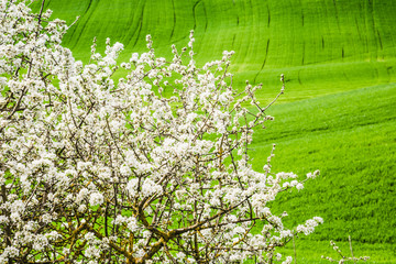 Spring landscape with green spring fields and white blooming tree background, Tuscany, Italy