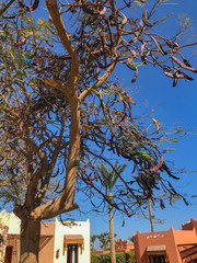 Ceratonia Siliqua mature tree on cottages background