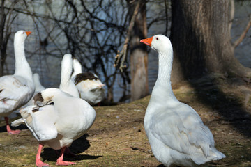 Goose in the park