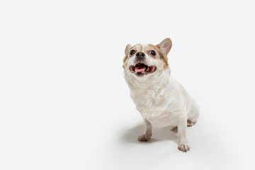 Chihuahua companion dog is posing. Cute playful creme brown doggy or pet playing isolated on white studio background. Concept of motion, action, movement, pets love. Looks happy, delighted, funny.