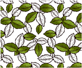 Sketch hand drawn pattern with green mint leaves isolated on white background. Vintage floral background. Engraved leaf wallpaper, line art. Plant, tree, branch, textile, label. Vector illustration.