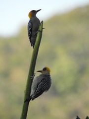 Pareja de carpinteros enmascarados , escalando la rama mas alta de una planta cocotera 