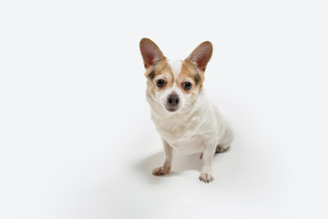 Chihuahua companion dog is posing. Cute playful creme brown doggy or pet playing isolated on white studio background. Concept of motion, action, movement, pets love. Looks happy, delighted, funny.