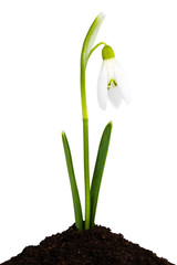 snowdrops isolated on white background. Clipping Path