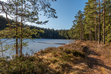 Obraz premium Sunny winter day in forest