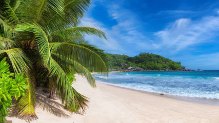 Plakat Tropical Sunny beach with coco palms and turquoise sea. Summer vacation and tropical beach concept. 