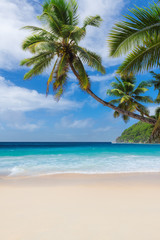 Fototapeta na wymiar Tropical Beach. Sunny beach with coco palms and turquoise sea in Jamaica Caribbean island. Summer vacation and tropical beach concept. 