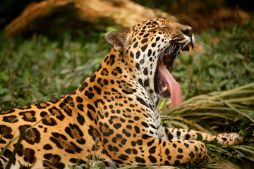  jaguar (Panthera onca)