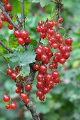 On the bush berries are ripe redcurrant