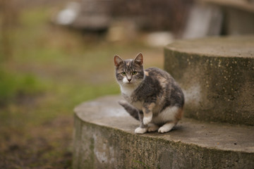 Maneki Neko kitten sitting on the steps in the yard on a cloudy