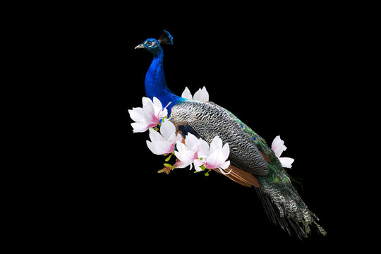 Indian peafowl in magnolia flowers isolated