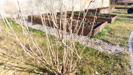 A beautiful bush of black currant with swelling buds ready to open in early spring on a sunny day. Berry bush in a young orchard with a beautiful landscape design. Marble and brick garden path design.
