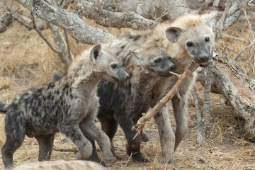 Hyena pups playing in Kruger NP © Roger