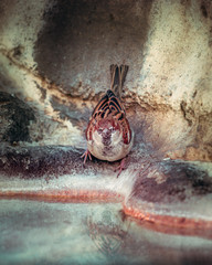 red robins bird in closeup urban