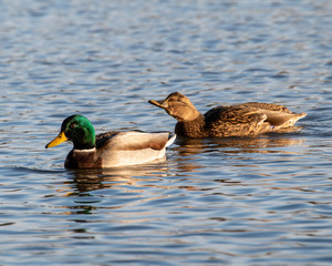 portrait of mallard duck in water. Cane in the water.Different point of view