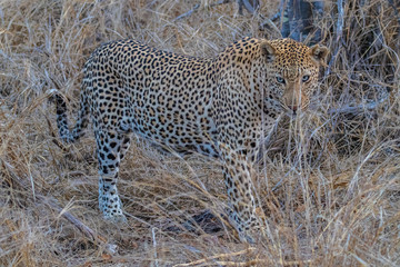 Leopard in the grass © Roger