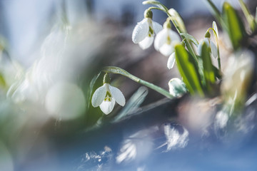 Tender spring flowers snowdrops harbingers of warming symbolize the arrival of spring. White blooming snowdrop folded or Galanthus plicatus. Spring sunny day in the forest. Easter picture, copy space