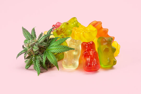 Gummy Bear Medical Marijuana Edibles, Candies Infused with CBD or THC, with Cannabis Bud Isolated on Pink Background