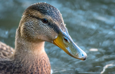 portrait of mallard duck in water. Cane in the water.Different point of view