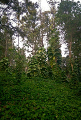 A dense park. Huge green trees covered with shrug of plants and creeping plants.