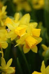 Daffodils