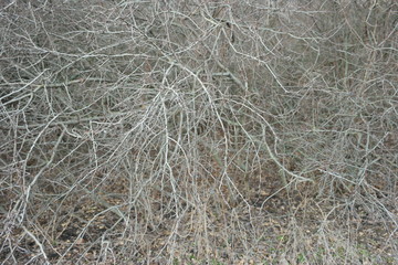 bare brown twigs