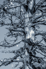 wyschnięte drzewo iglaste © Henryk Niestrój