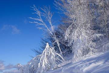 雪化粧をした木々