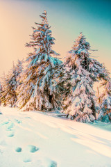 zimowe choinki przysypane śniegiem  © Henryk Niestrój