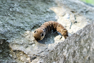 The detail of the interesting camouflaged catterpillar sunbathing on a stone. 