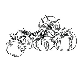 Fresh tomatoes on a branch in line art style.