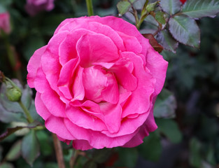 close up pink rose flower on green leaves background