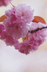 八重桜のアップ2