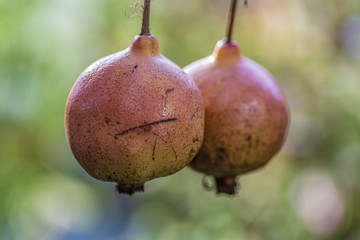 owoc granatu wiszący na drzewie
