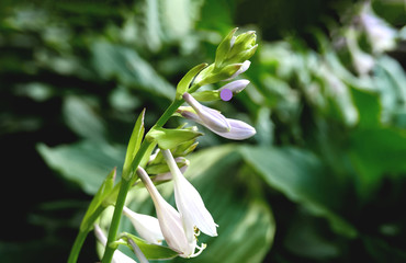 Tender pink hosta flower close-up on a background of blurry green foliage.