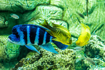 egzotyczne kolorowe ryby w akwarium