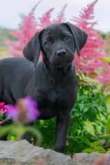 Cute black Labrador Retriever dog puppy, 10 weeks old, posing in a flowery garden 
