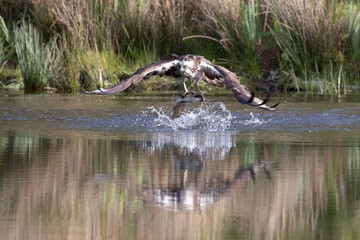 Osprey catching breakfast