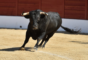 majestuoso toro español