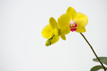 Obraz na płótnie Canvas Macro photography of petals of a blooming orchid phalaenopsis isolated on white background.